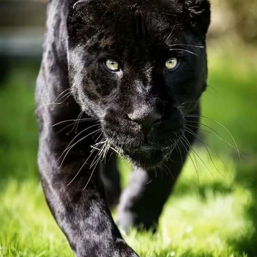 Черная пантера полоски