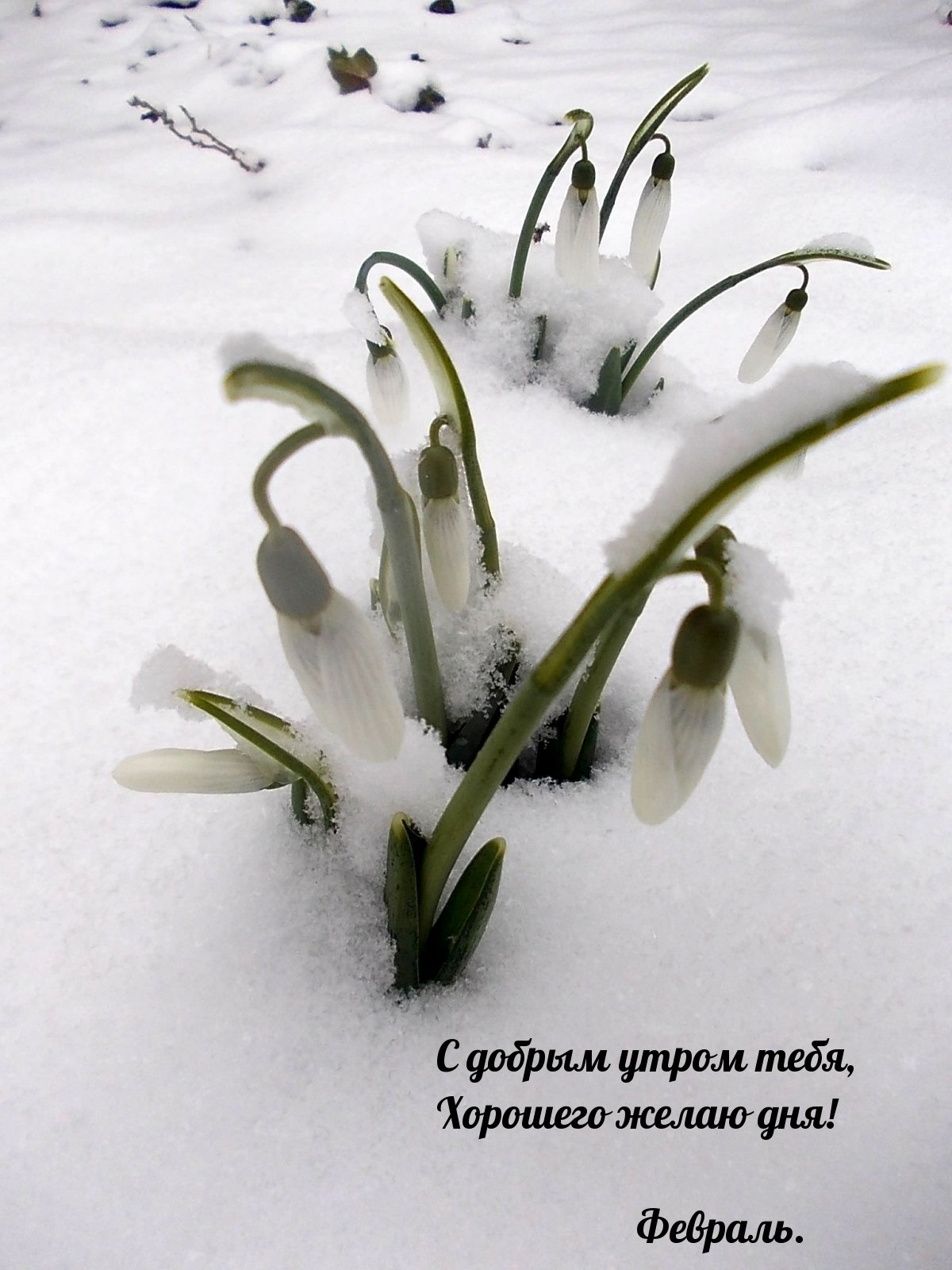 С добрым зимним субботним утром