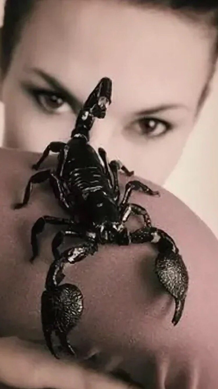 Собака Скорпион