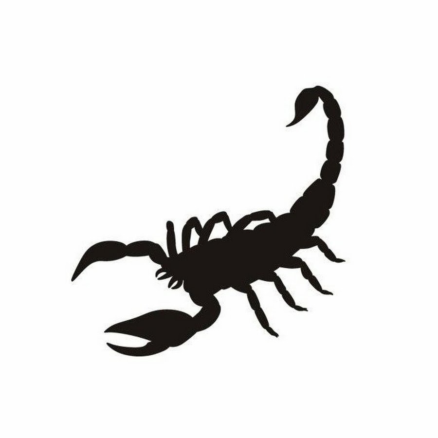 Чем и Король скорпионов и пауков