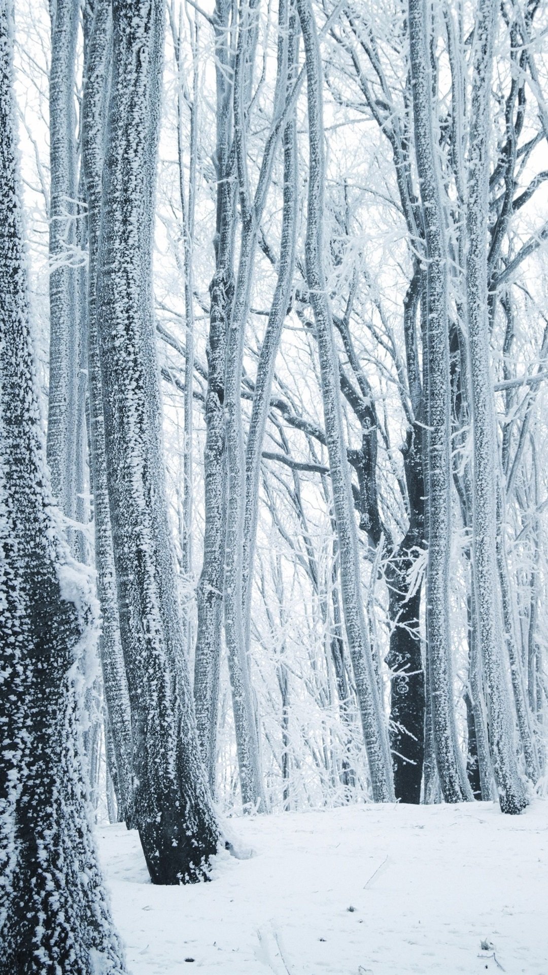 Белый зимний лес