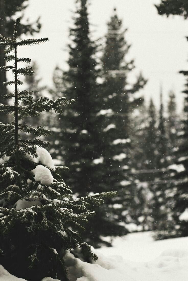 Елка Эстетика