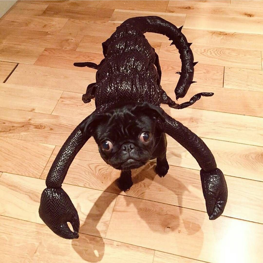 Тату Скорпион