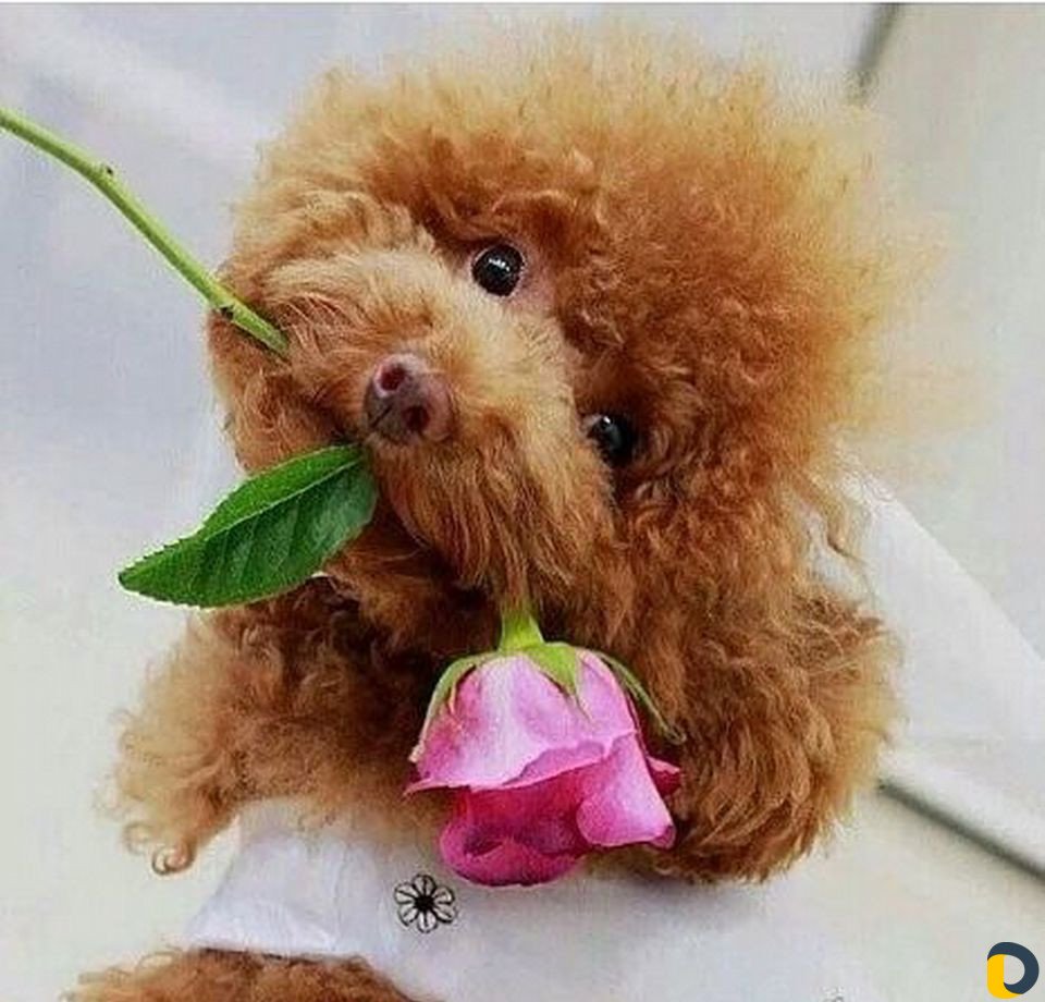 Доброе утро с пуделями