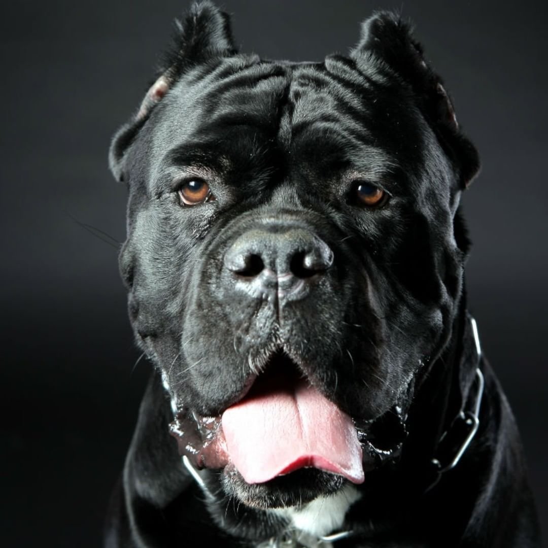 Бойцовская собака Кане Корсо
