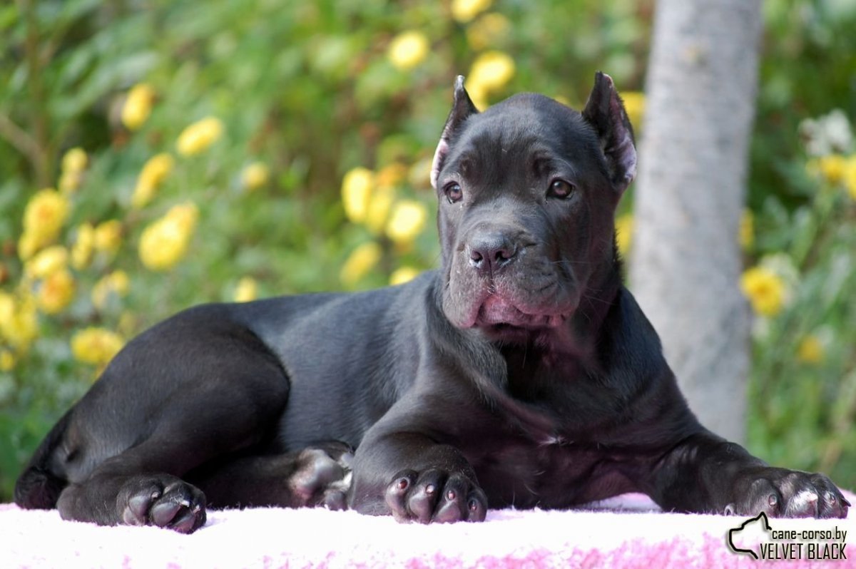 Кане-Корсо породы собак