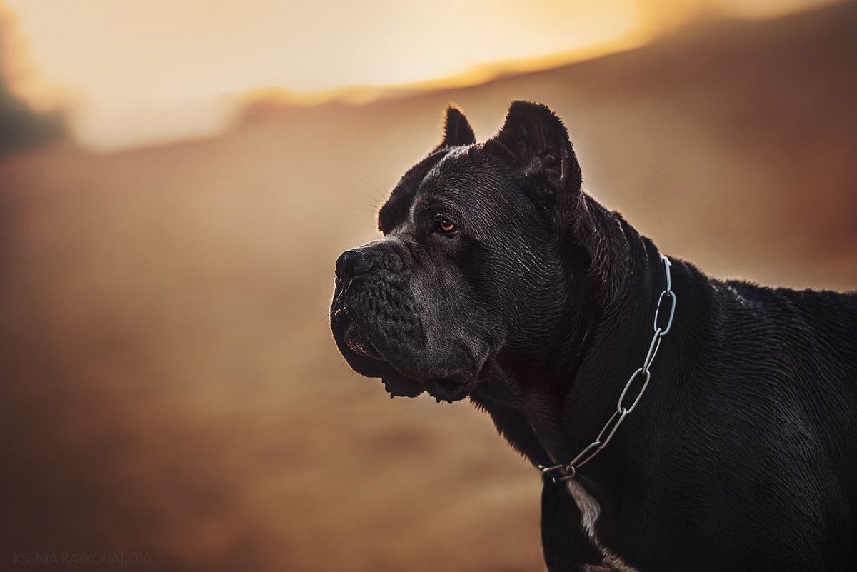 Кане Корсо арт