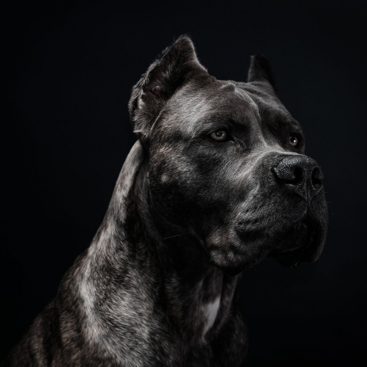 Кане Корсо черный