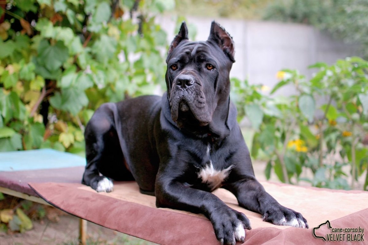 Итальянский Кане Корсо (+Speciality)