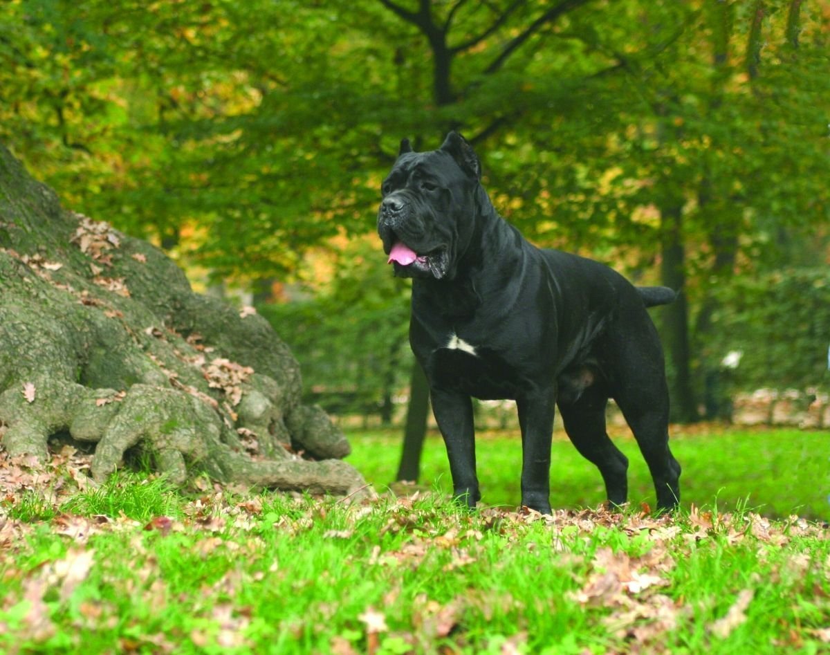 Итальянская сторожевая Кане Корсо