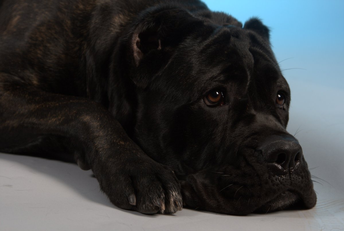 2 Кане Корсо