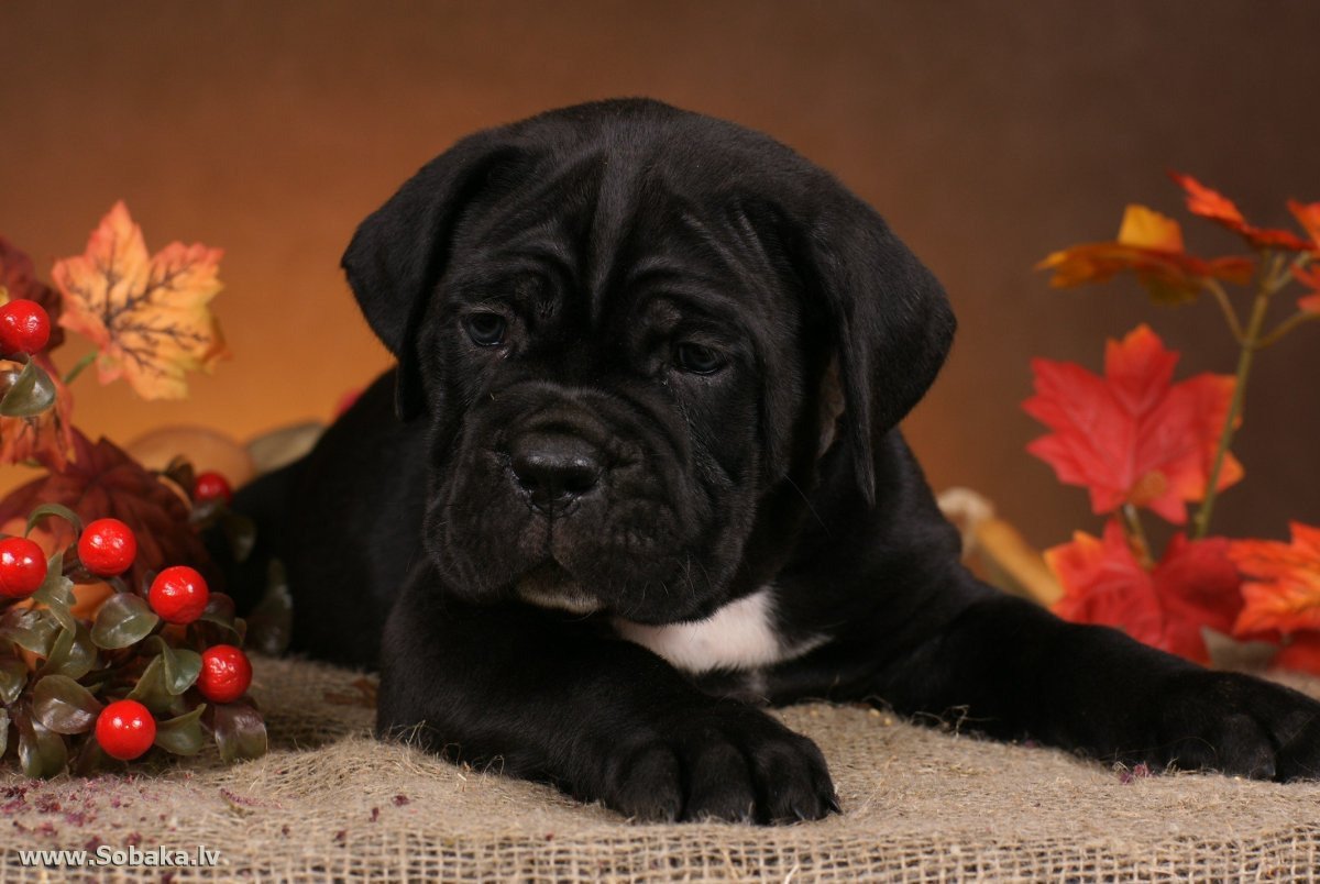 Черный Кане Корсо новогодний