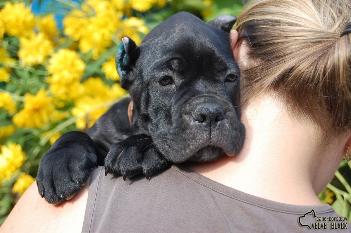 Кане Корсо злой