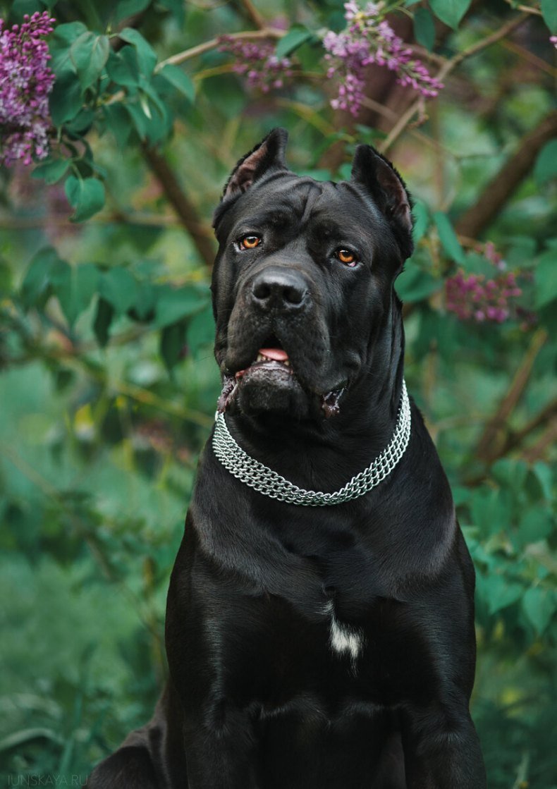 Итальянская порода собак Кане Корсо