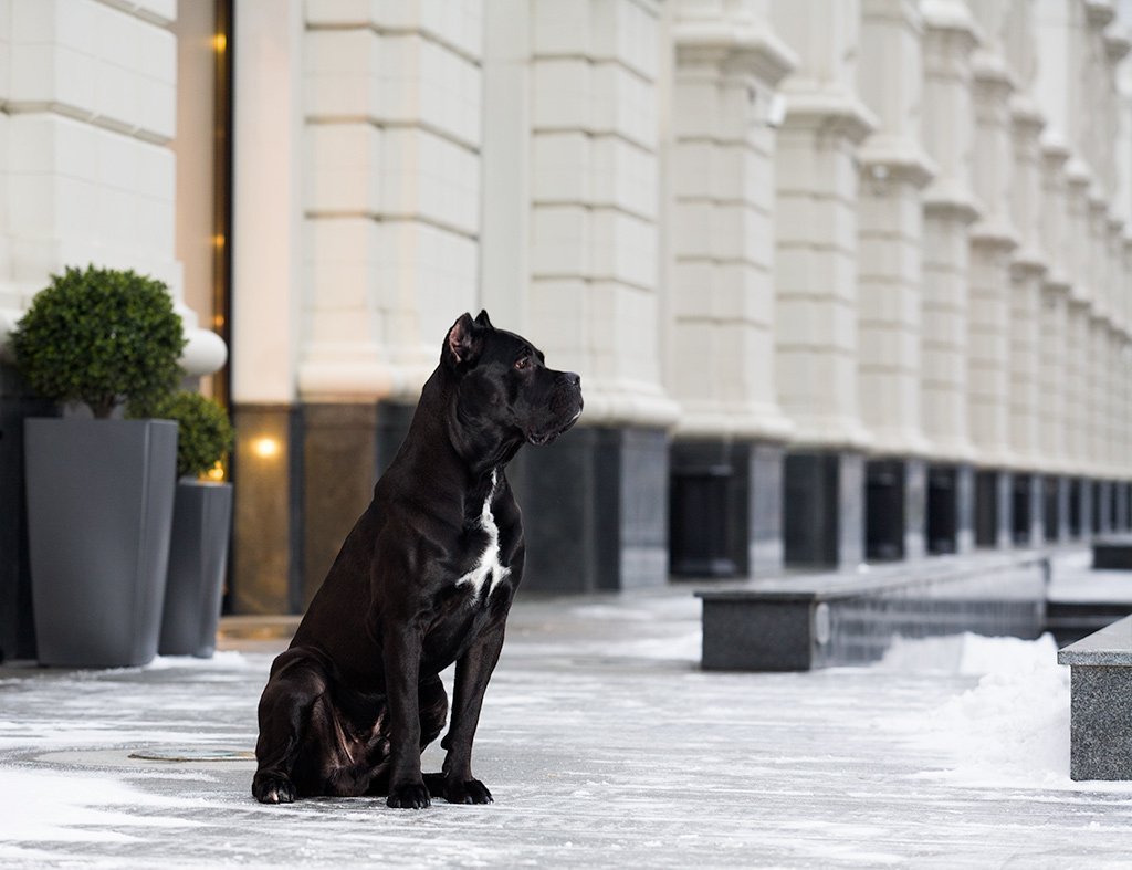 Кане Корсо итальяно