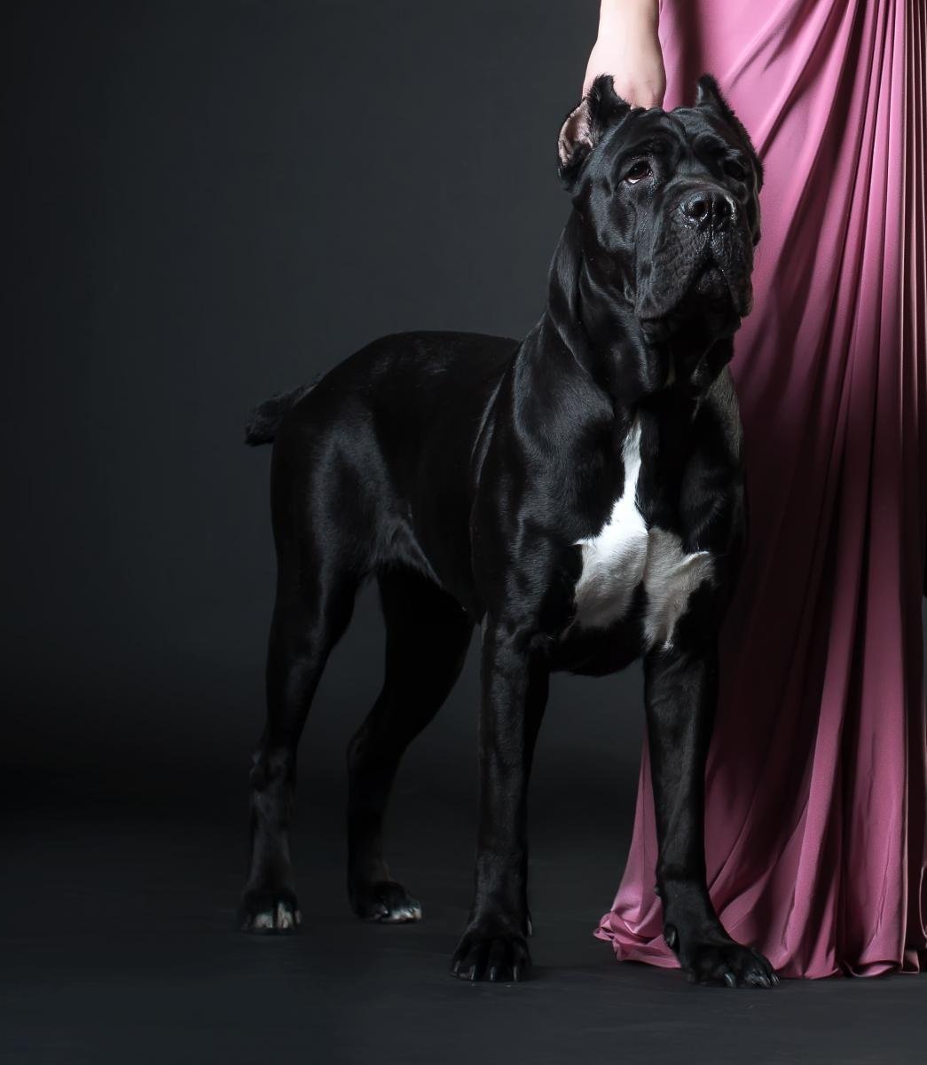 Кане Корсо итальяно