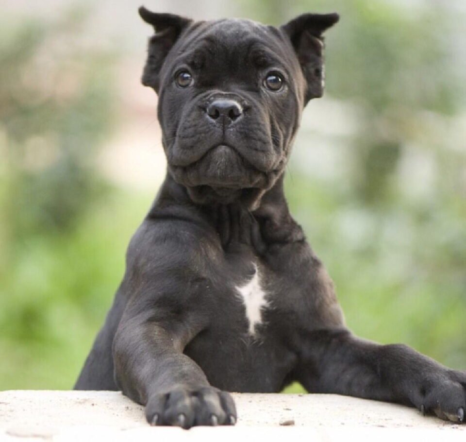 Порода собак ана Корса