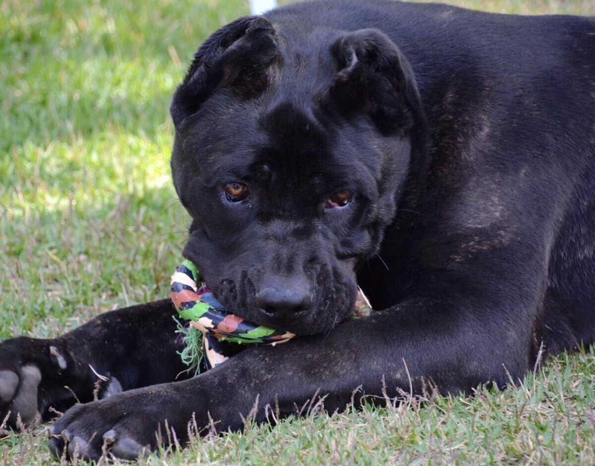 Кане Корсо Маркус