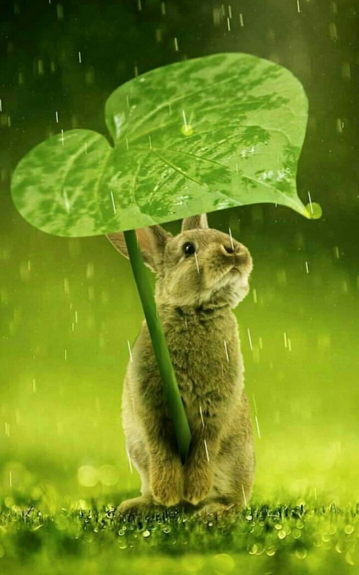 Кролик под дождем