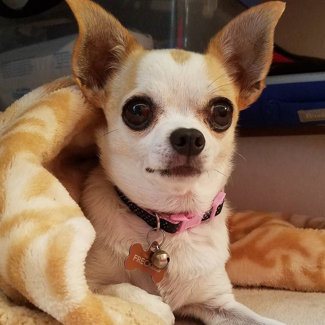 Мерлен чихуахуа щенки