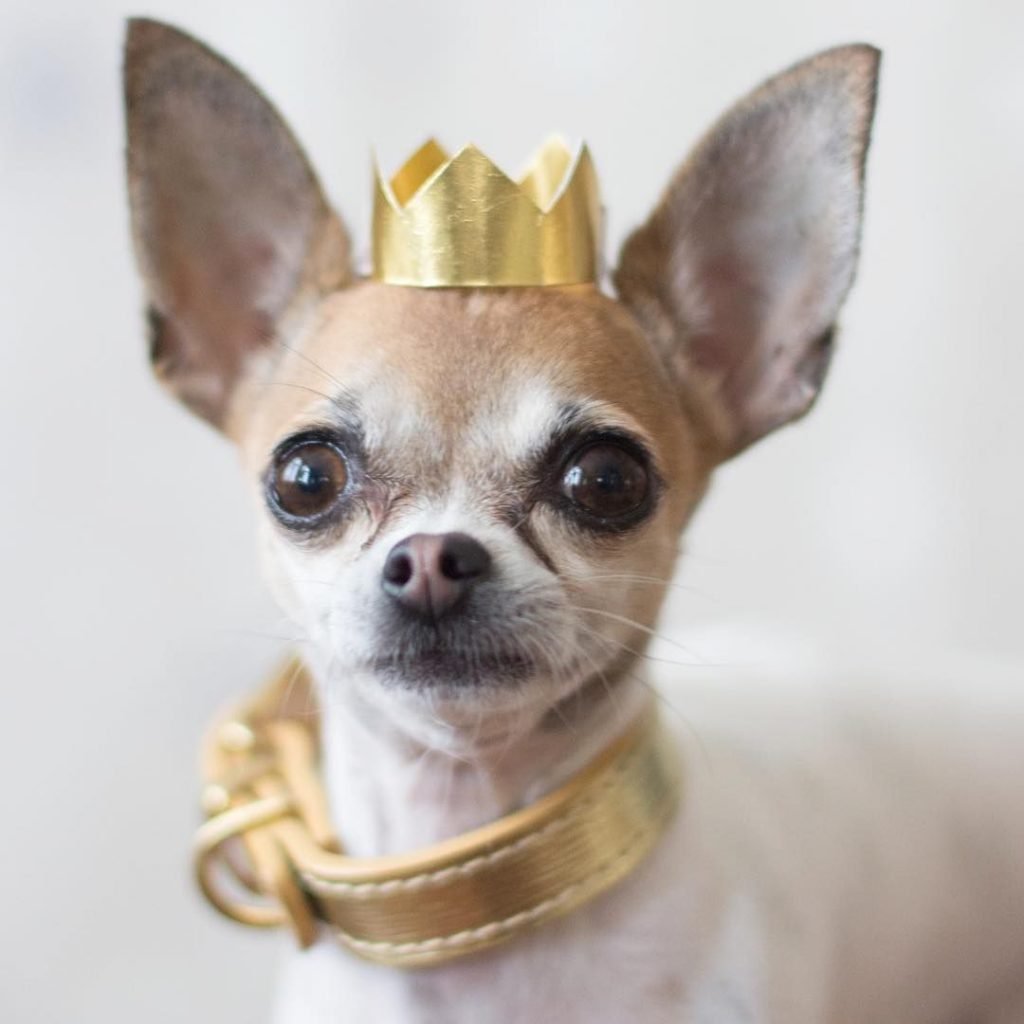 Собачка в костюмчике