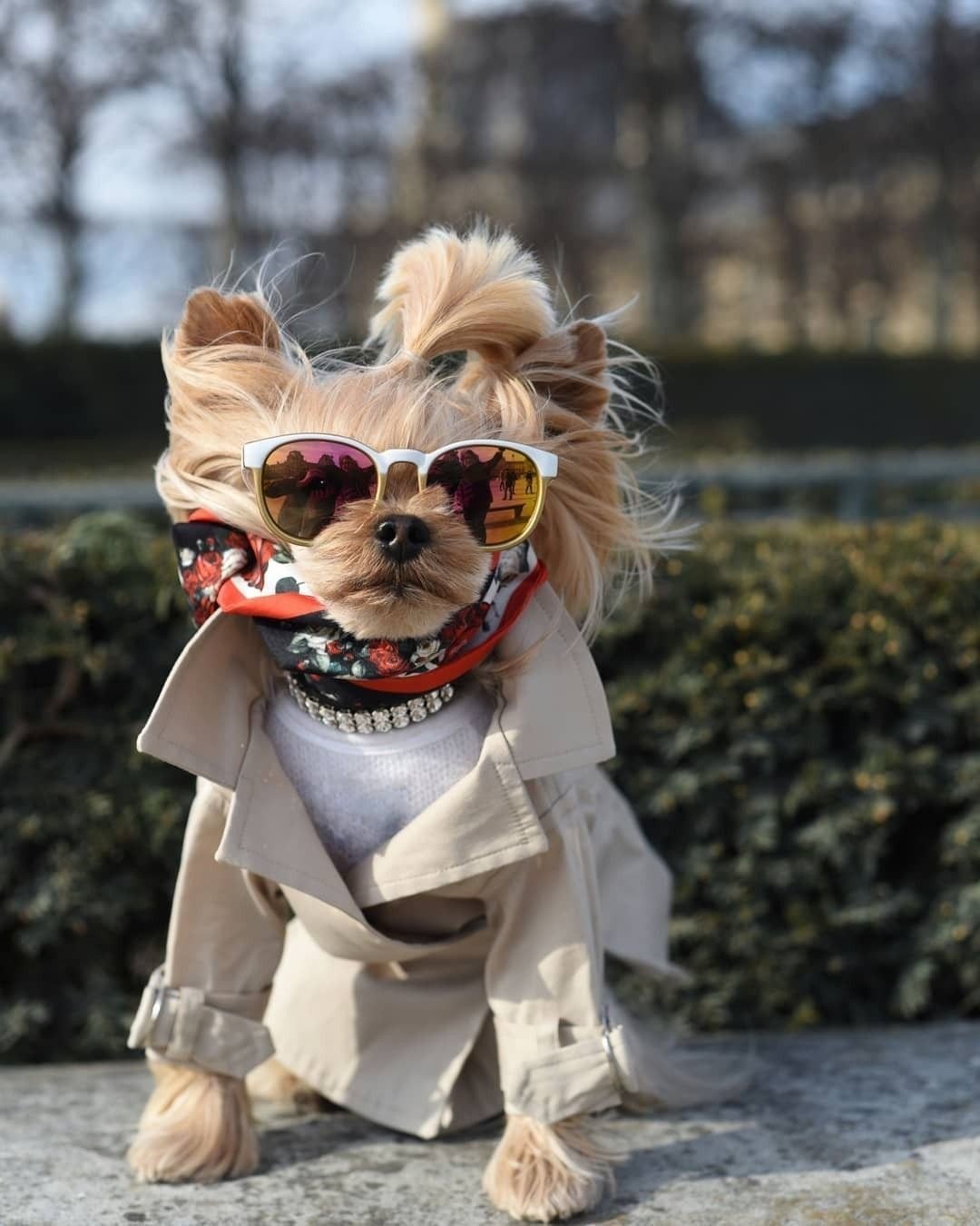 Собака чау Хуа Хуа