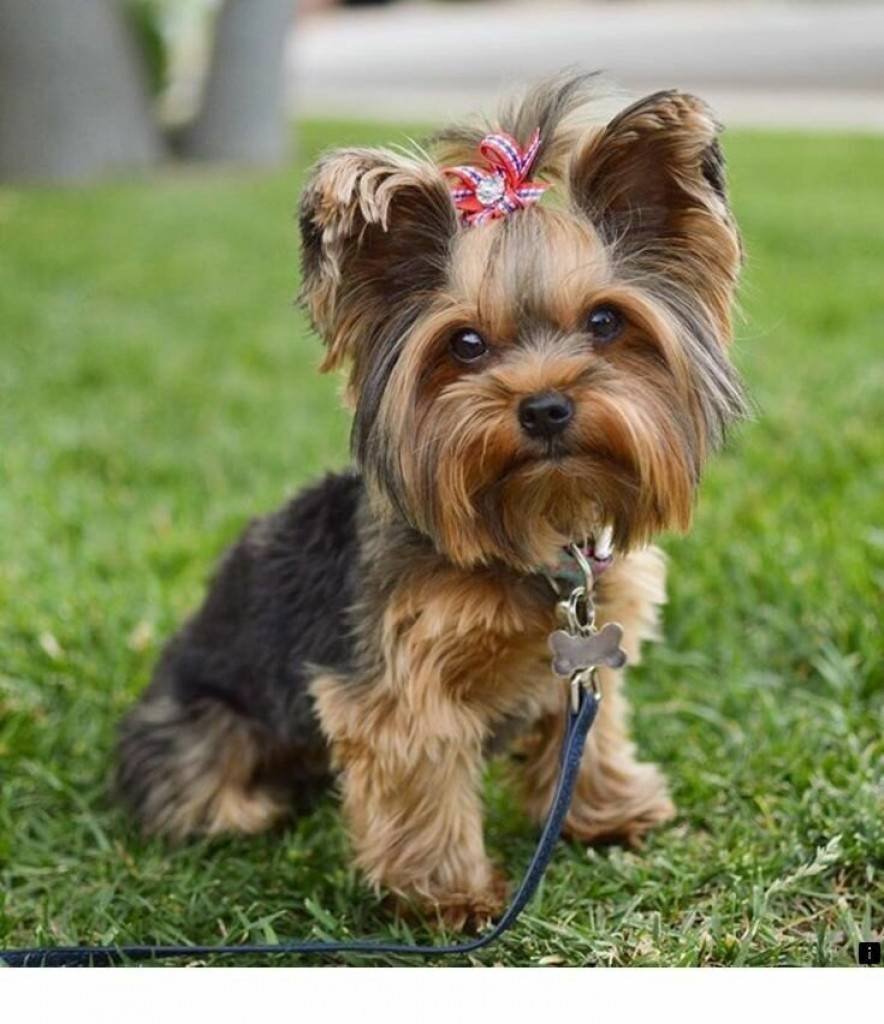 Собаки для инстаграмма