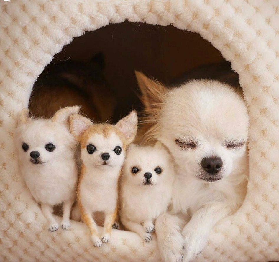 Померанский шпиц одетый