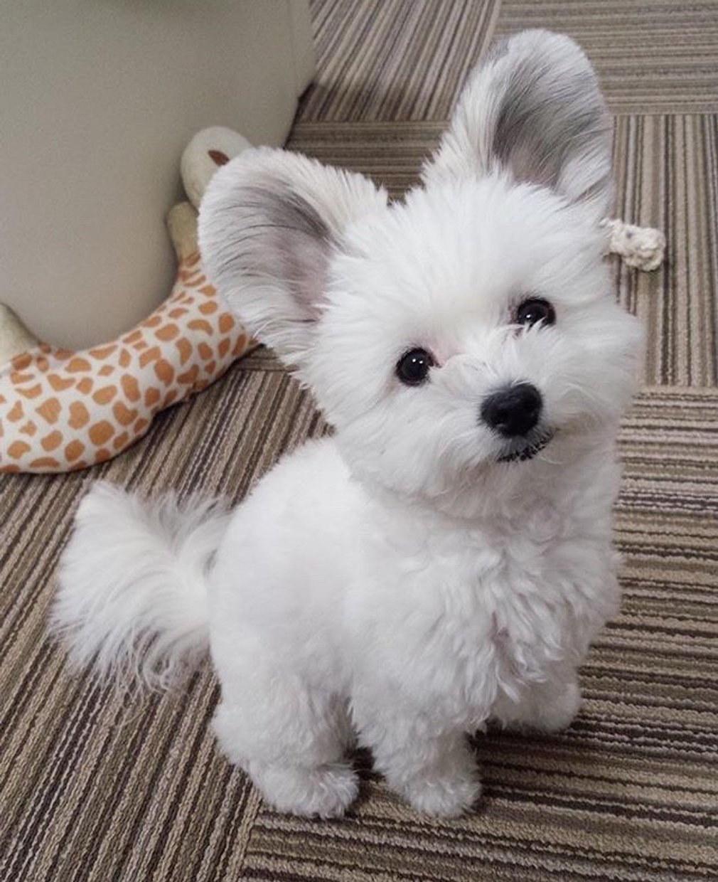 Пижама для собак