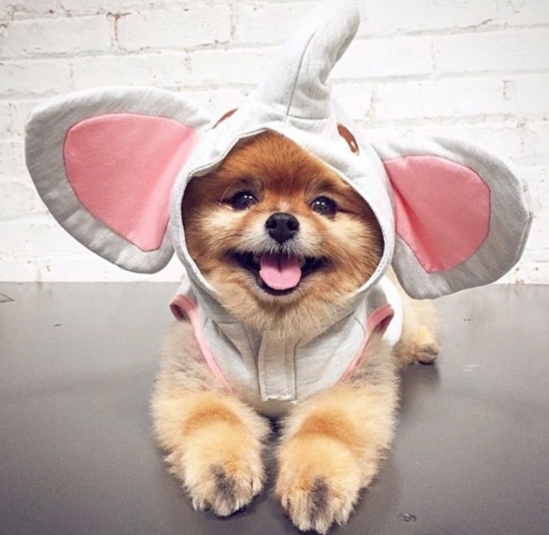 Мальтипу у Светланы Бондарчук