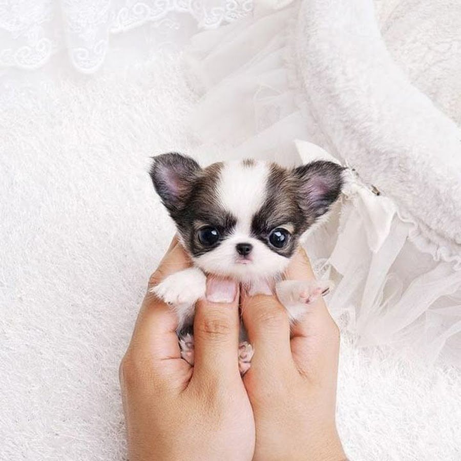 Чихуахуа макси