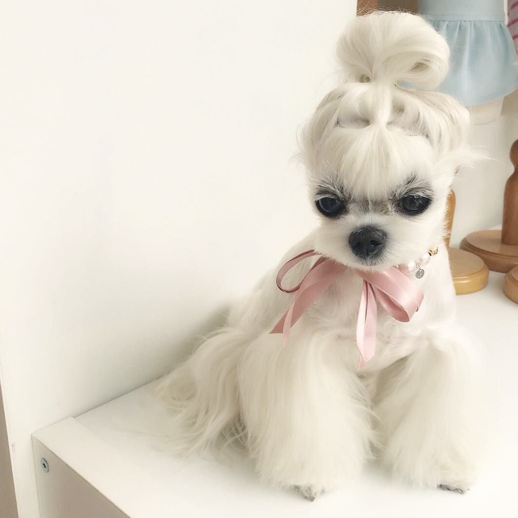 Микки порода собак