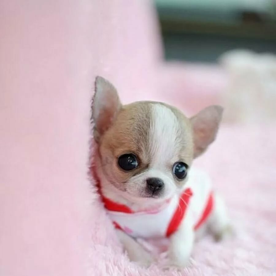 Той терьер пудель