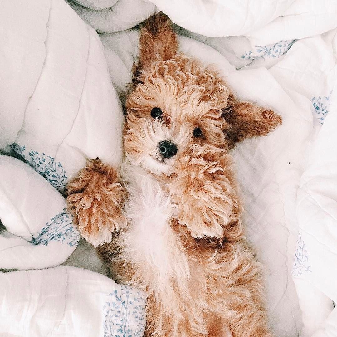 Маленькая плюшевая собачка