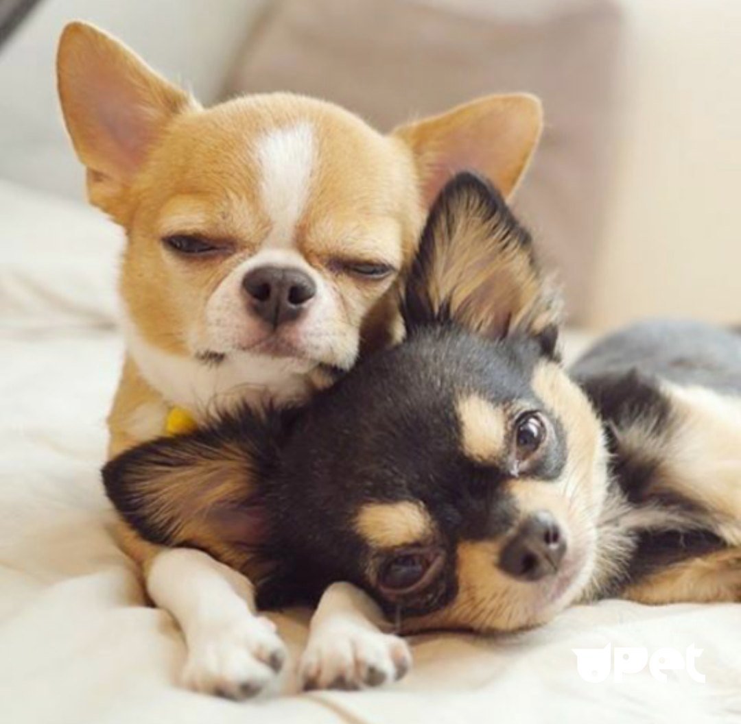 Кавалер Кинг Чарльз спаниель