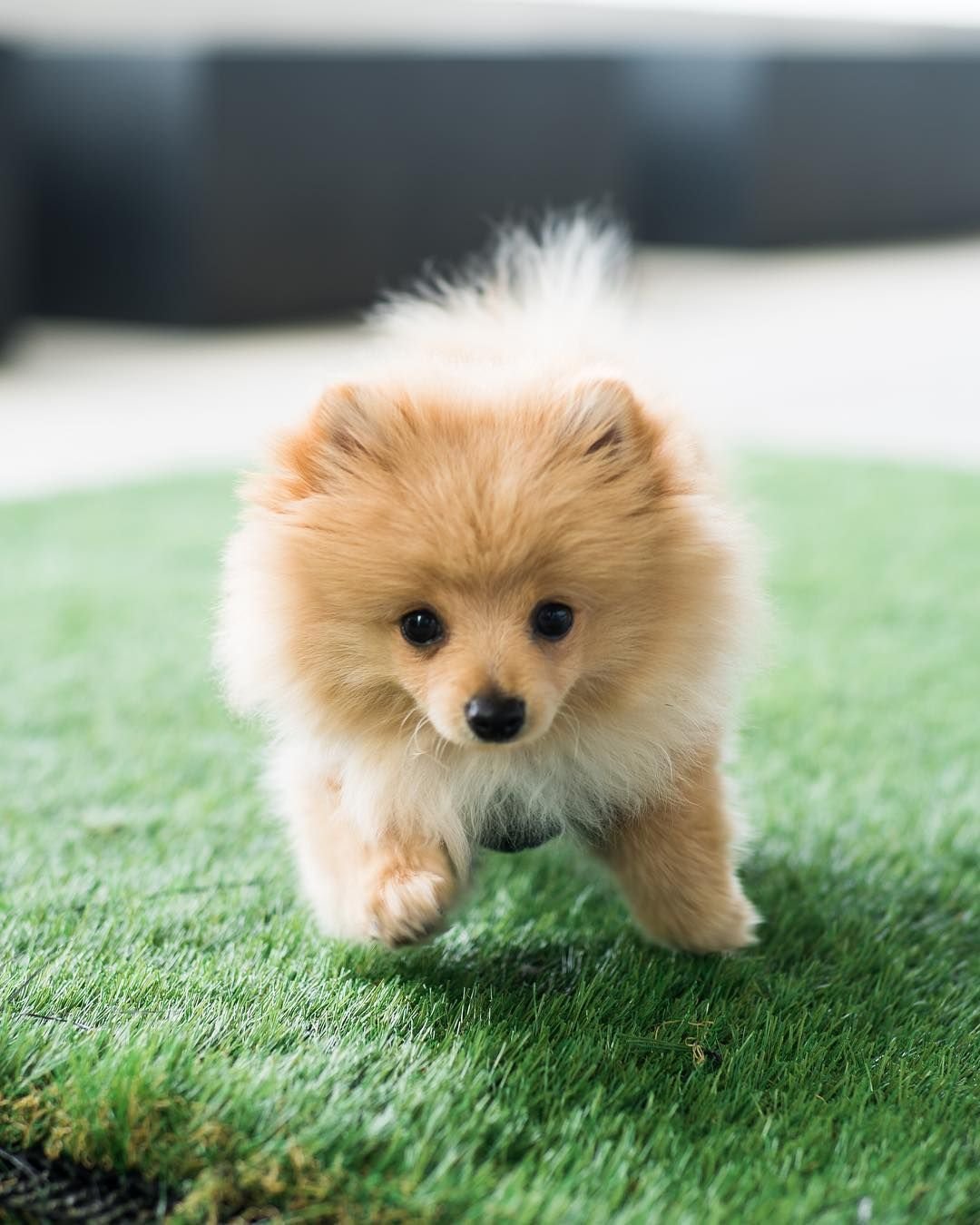 Йоркширский терьер милашки