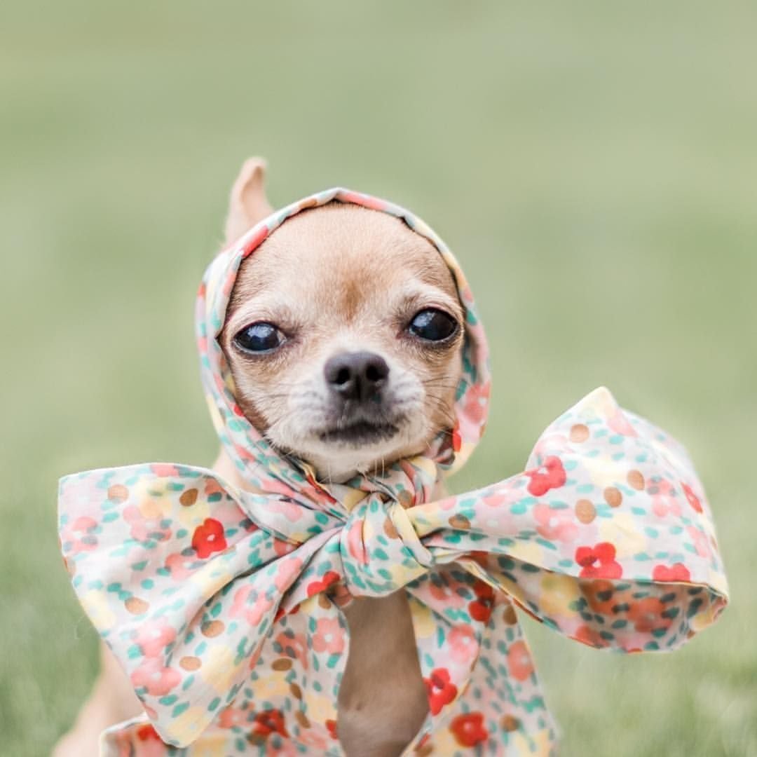 Модные маленькие собаки