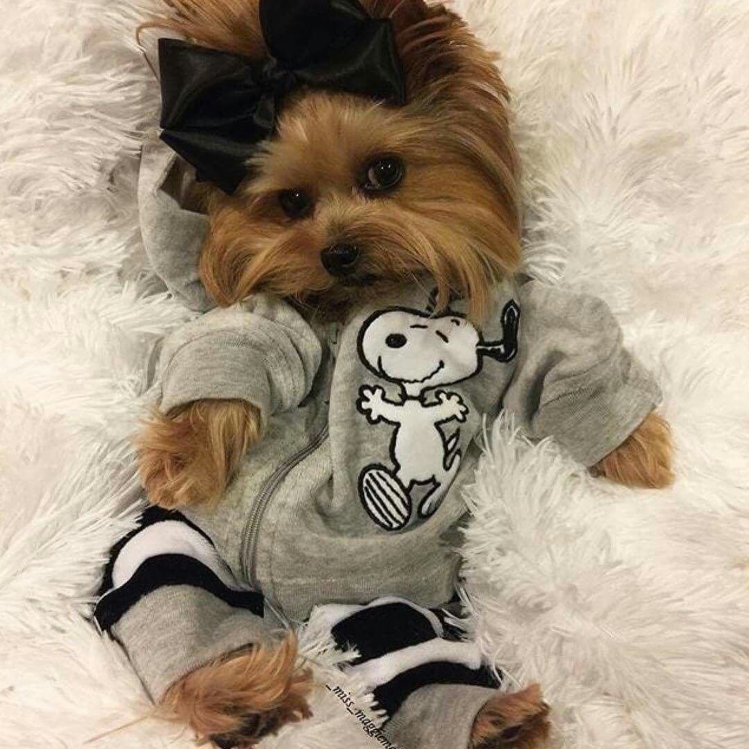 Разные милые маленькие породы собачек