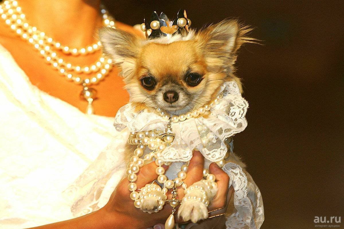 Лысая чихуахуа