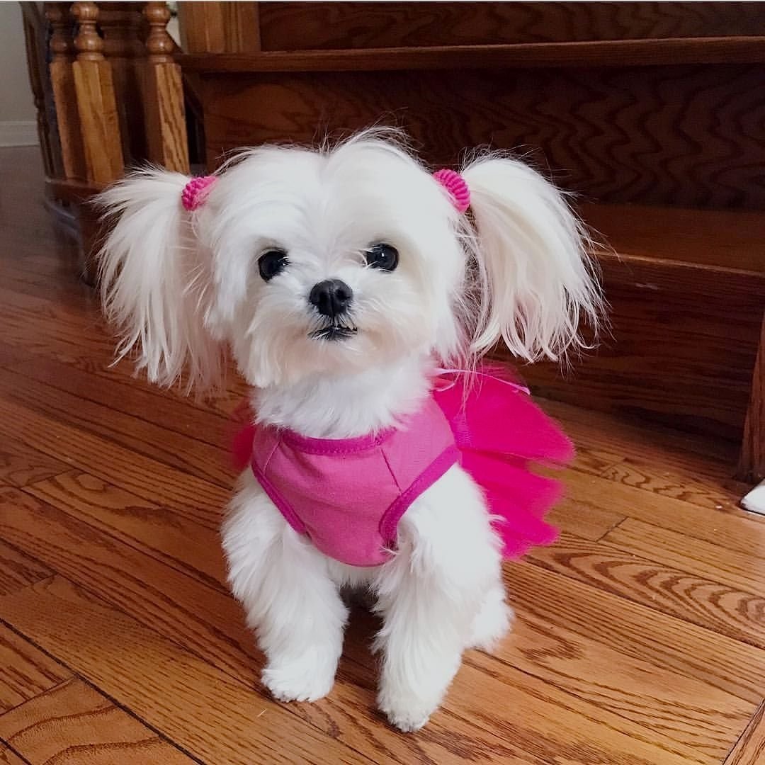 Маленькая болонка мальтезе