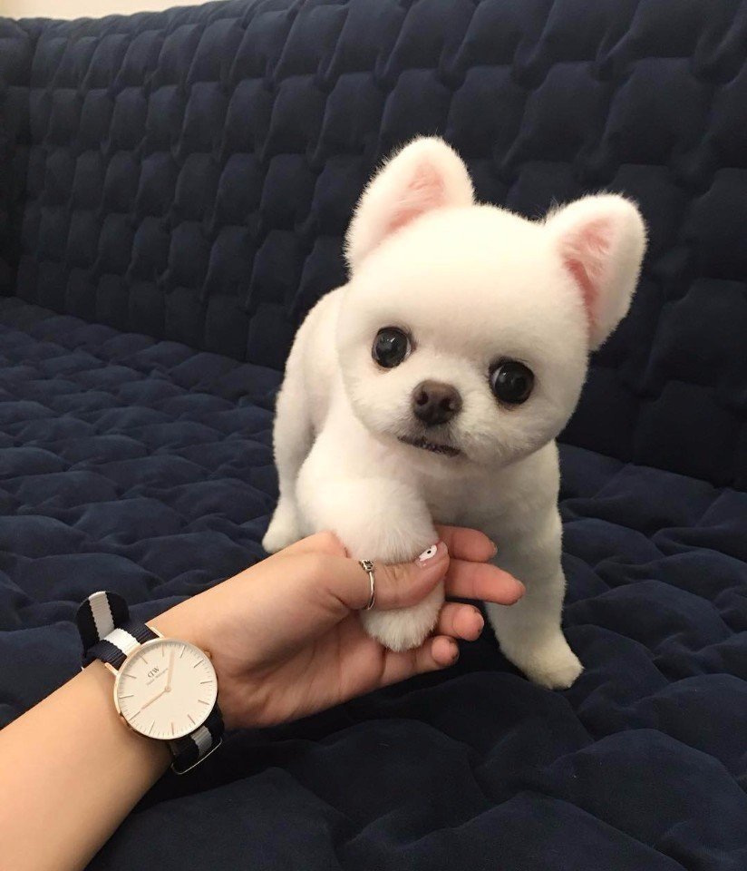 Карликовый чихуахуа