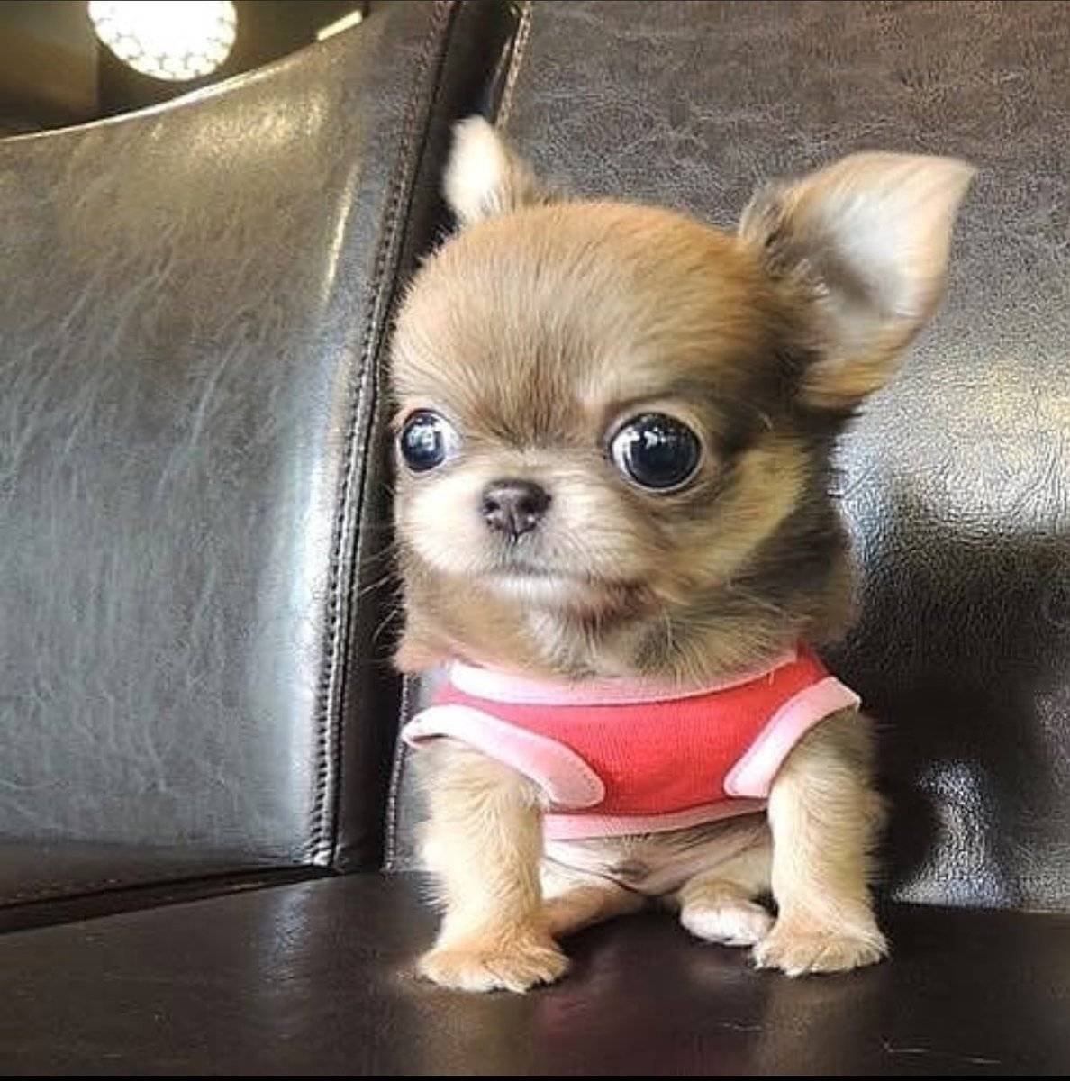 Йоркширский терьер мини