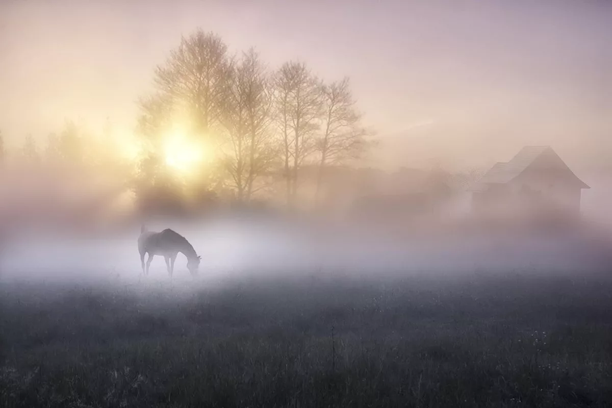 Лошадь в тумане