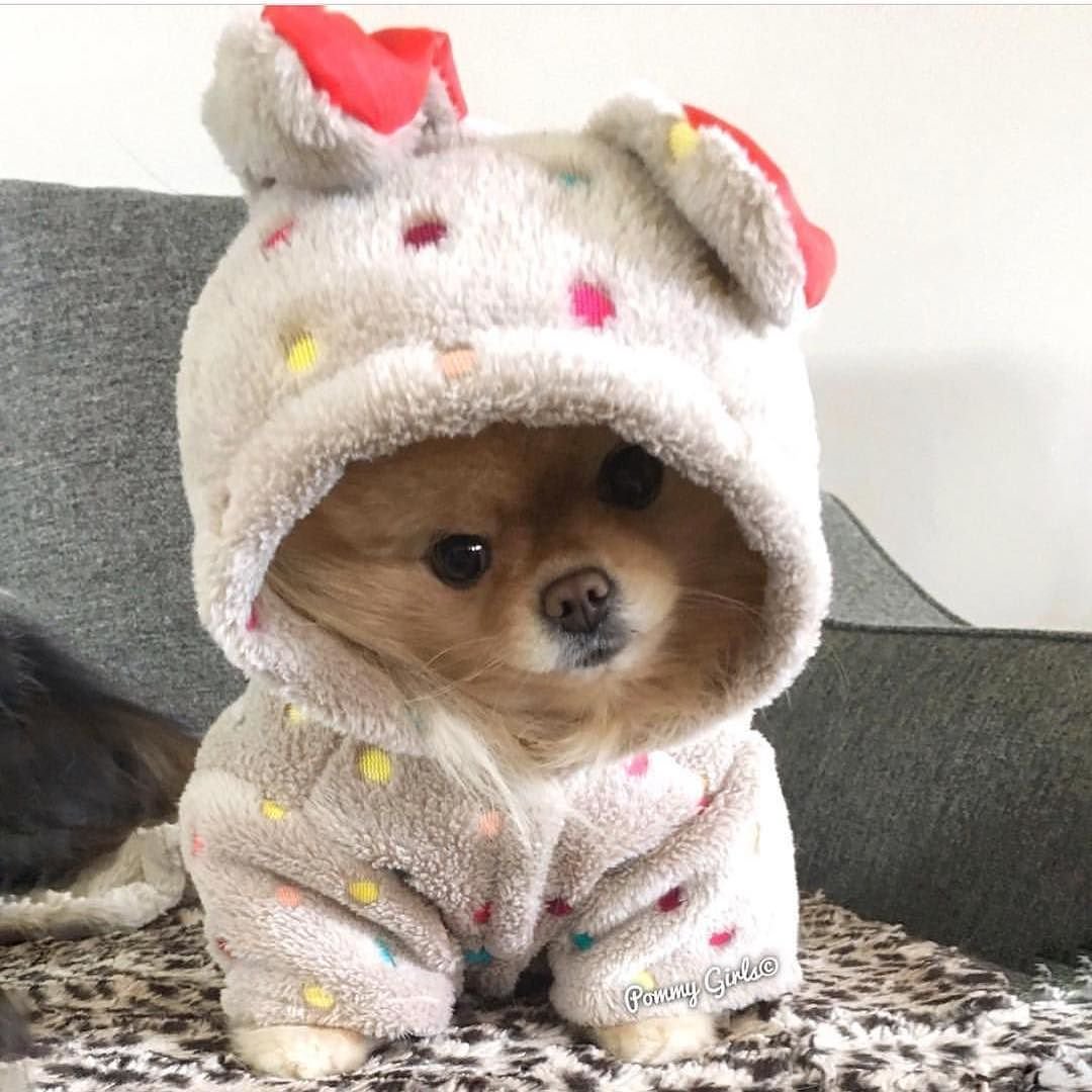 Тома Швед чихуахуа