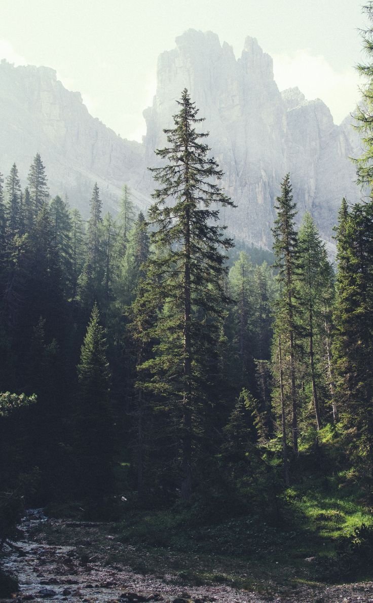 Форкс Вашингтон Эстетика