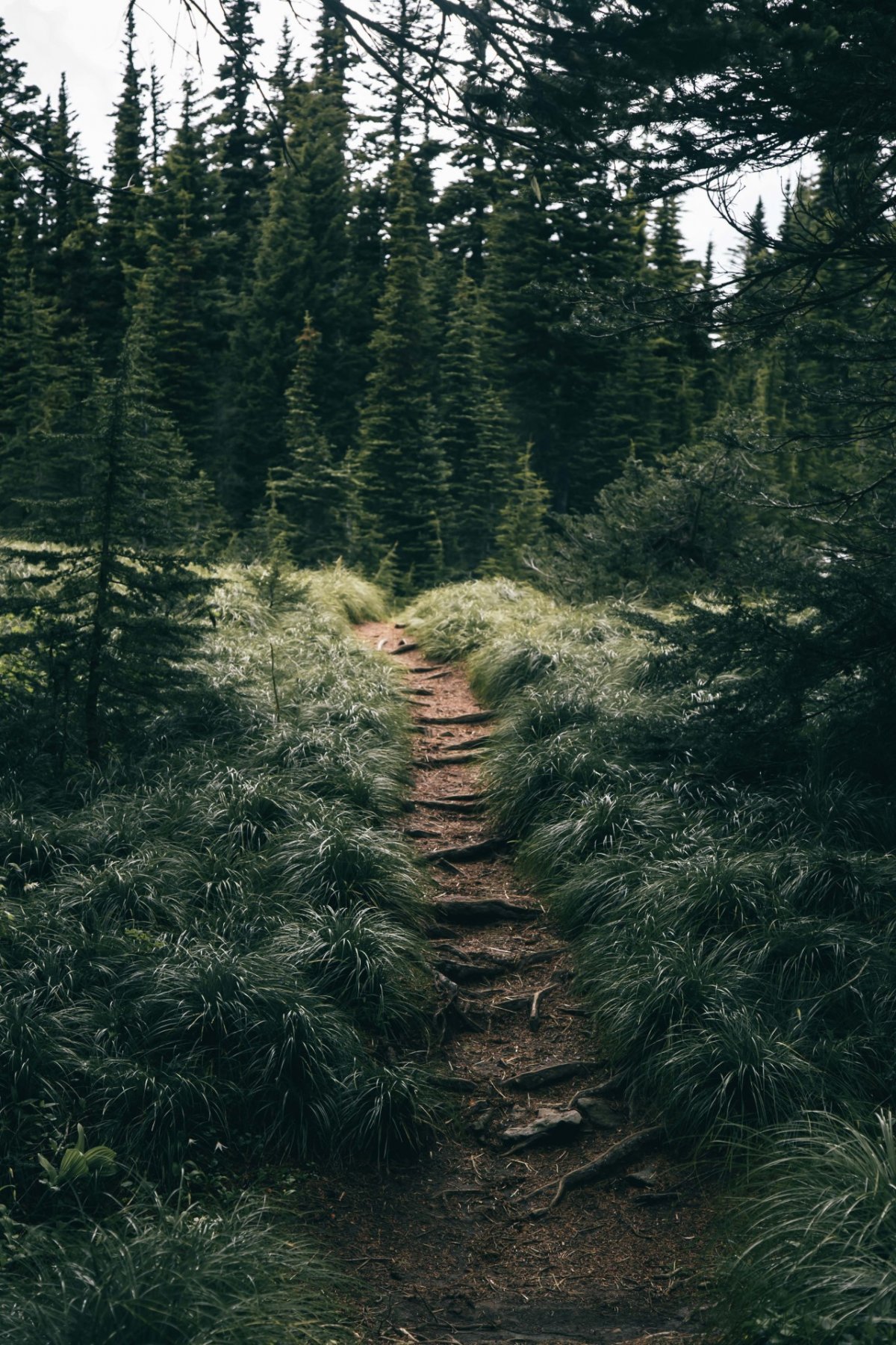 Лес Эстетика горизонтально