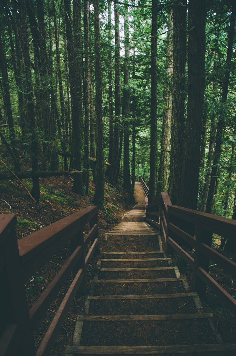 Зеленый лес