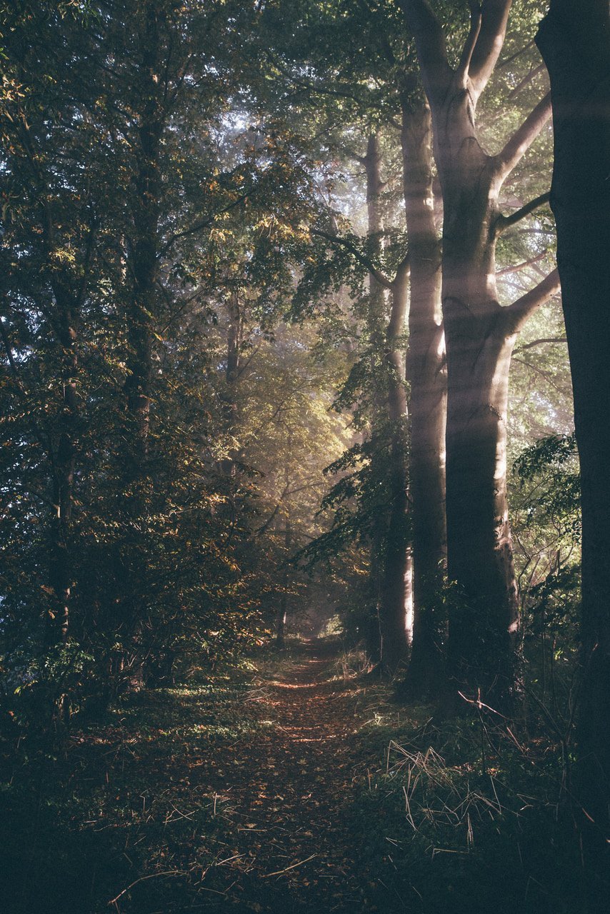 Атмосферный лес