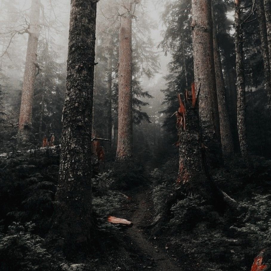 Темный еловый лес