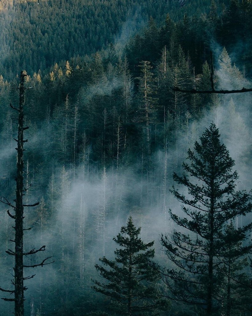 Осень туман